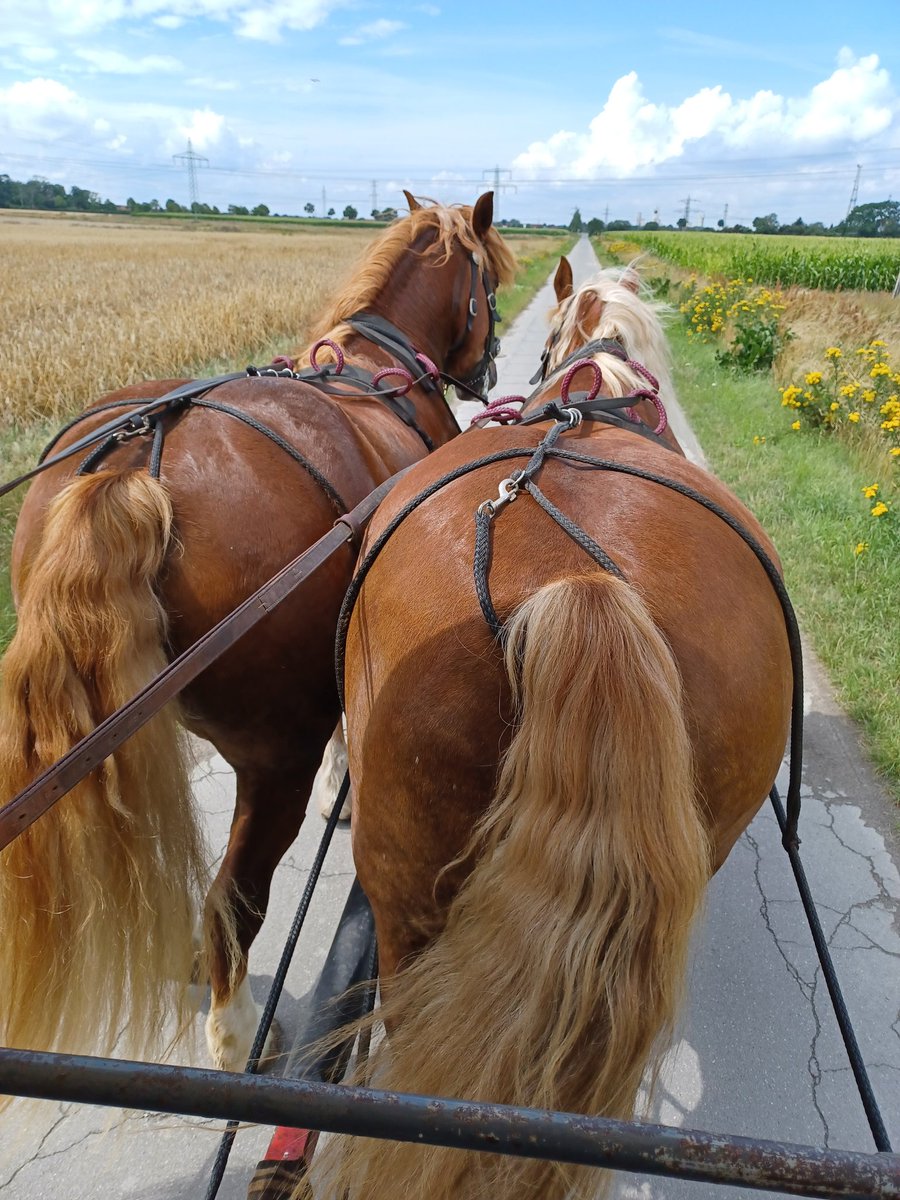 SimoneRuff1's tweet photo. Heute mein erster Einsatz auf dem Kuschbock mit Planwagen voller junger Frauen beim Junggesellinnenabschied. 🤗 https://t.co/60P8CYxSjj