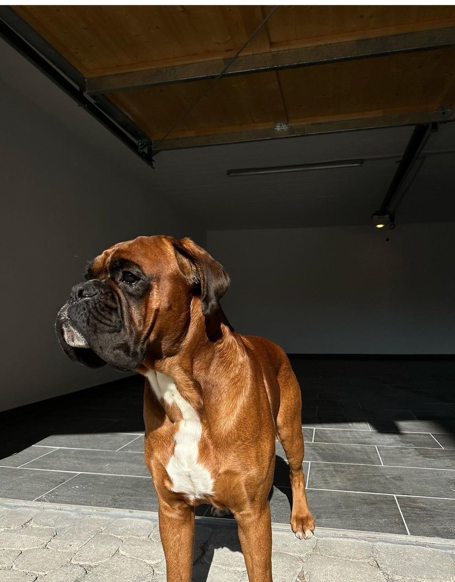 BoxerTyson59013's tweet photo. Waiting for my mom...!!!

#boxer #REBOOT #boxerdog #dog #dogsoftwteer  #TwitterBird https://t.co/TZbC1hTsN3