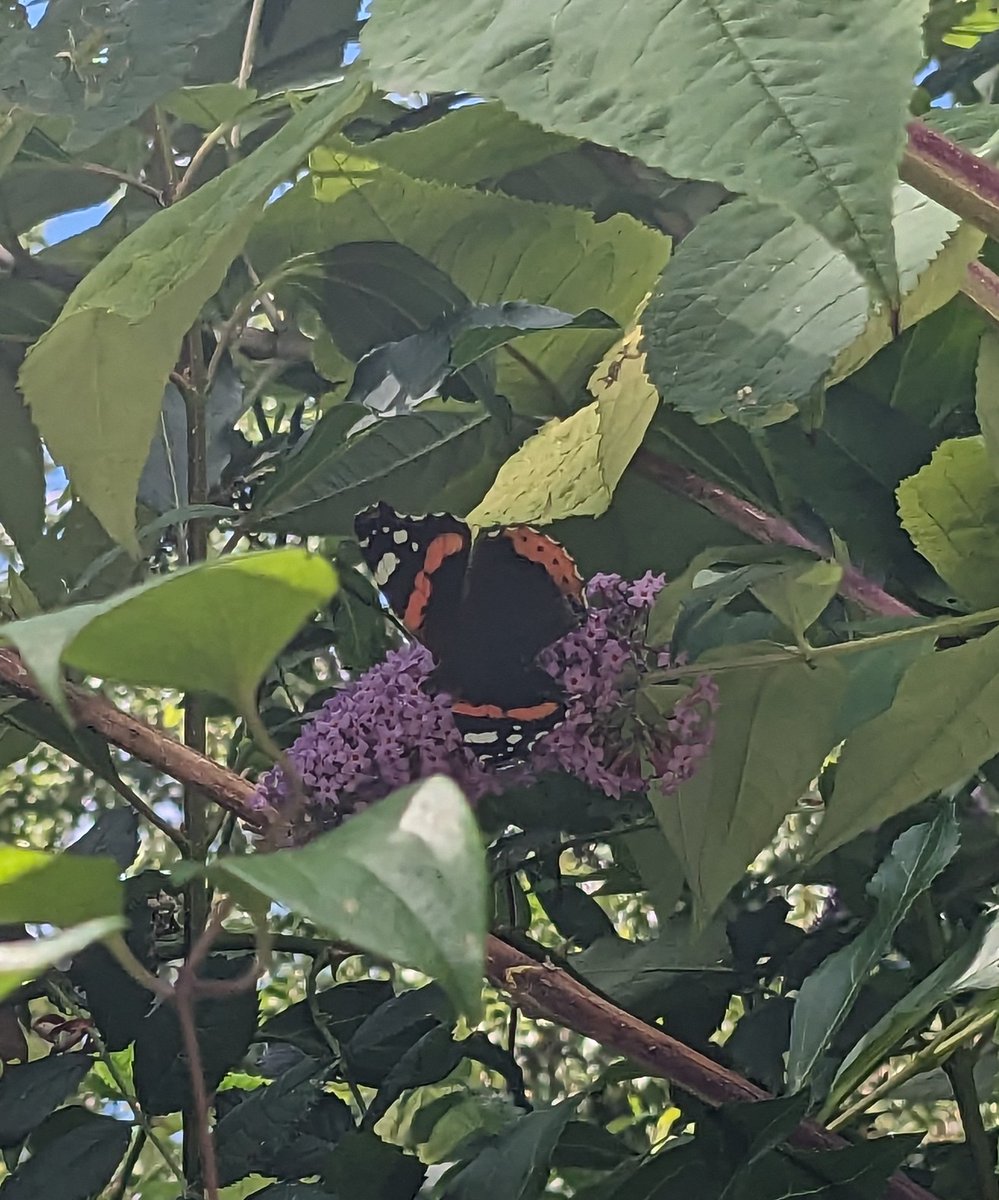 Just remember the #disabled butterfly can still fly 🦋 #entomology