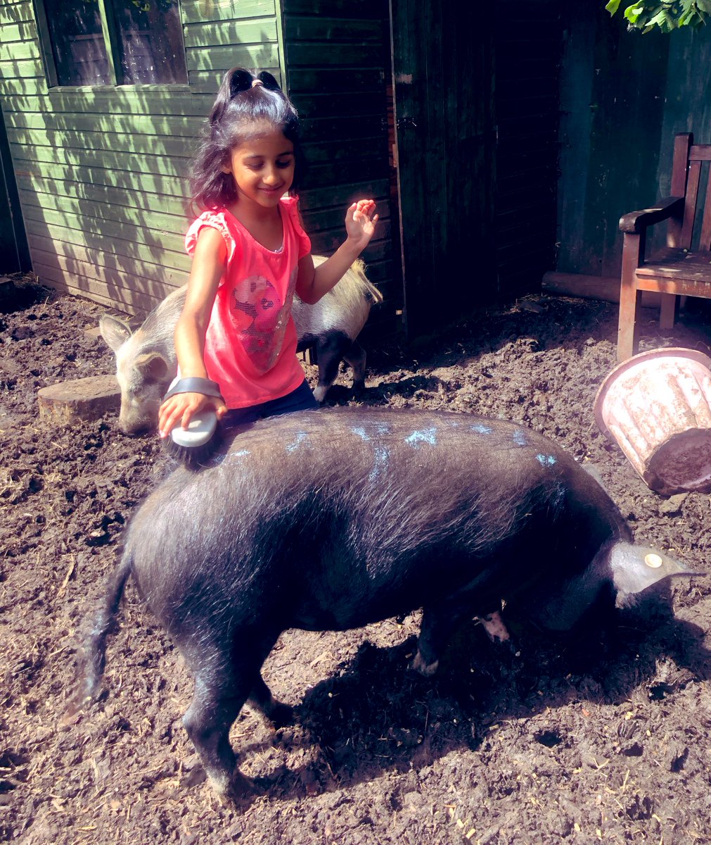 The Waterside Pigs tweet media