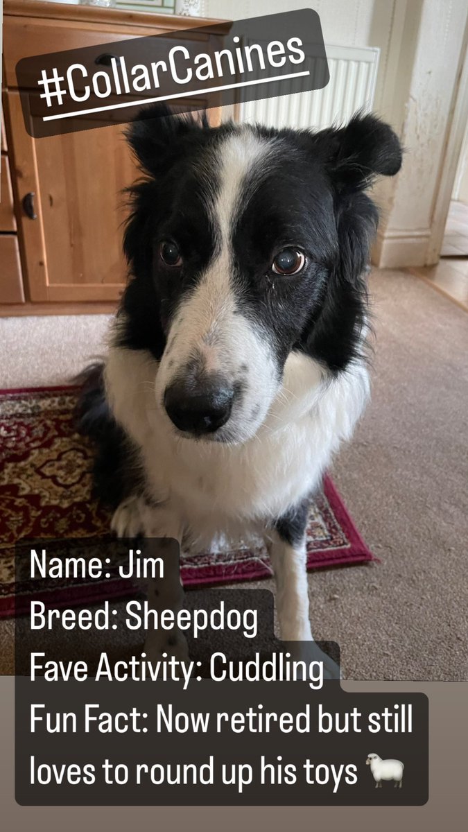 COLLARtheplay's tweet photo. #CollarCanines - Day 16

Meet Jim! 🐾 

Jim is rounding up support for the #edfringe #edinburghfringe London Preview of COLLAR @BreadandRosesTC in just two days time! 🐶

There’s still time to get your tickets here to avoid disappointment! 🎟️ https://t.co/SPHHVM8unL https://t.co/jdJvtv6rkX