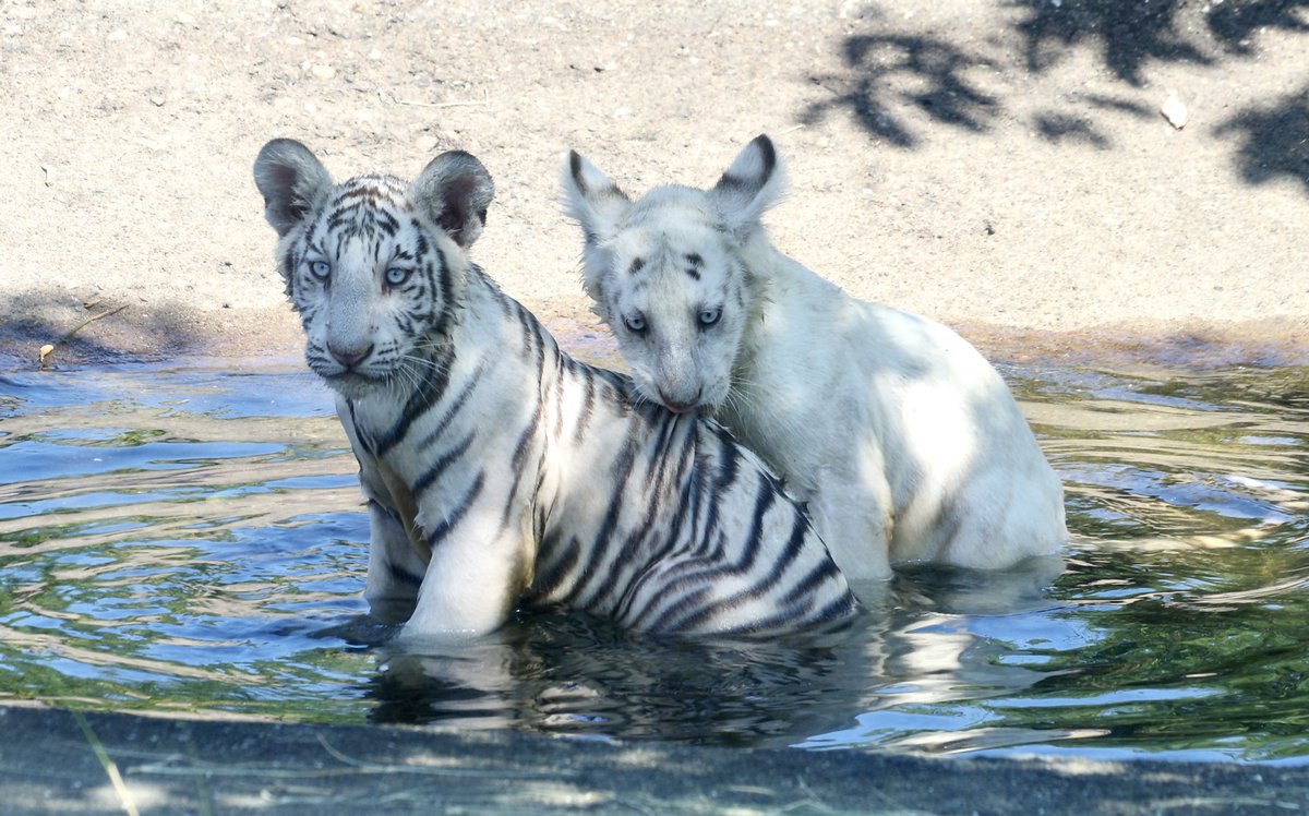 本日は #世界トラの日 3月14日生まれの双子白虎、エリオス ＆ ウラヌス