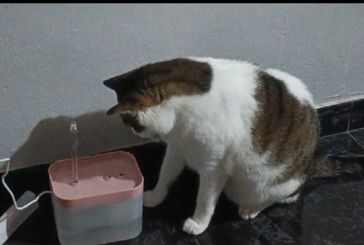 berkencos's tweet photo. El panzón probó por primera vez agua de la fuente nueva, así que no habrá que devolverla 👍🏿 Que ilusión me hizo 🥰 https://t.co/hlKEzfu3EG