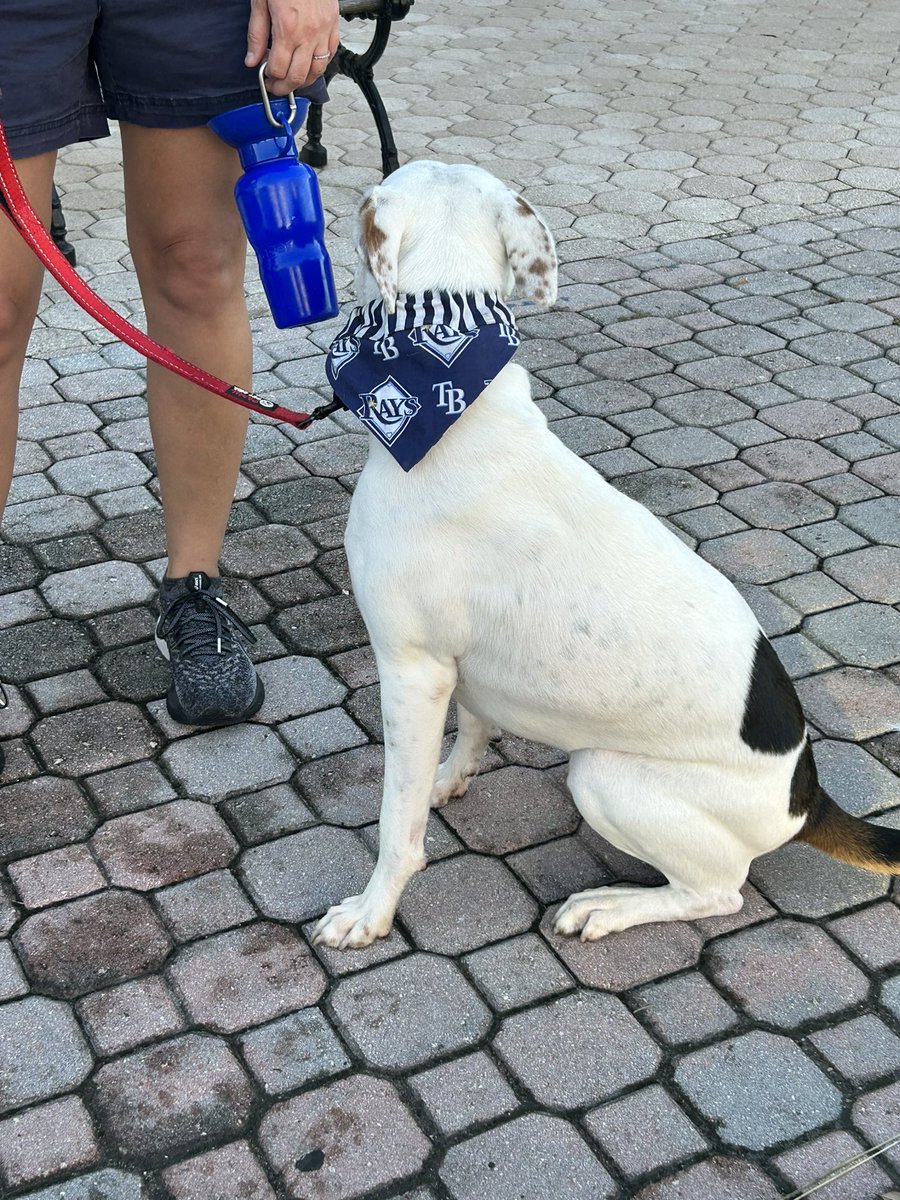 #RaysDog 
Let’s Go Rays! #RaysUp 
🧹🧹Astro’s🧹🧹