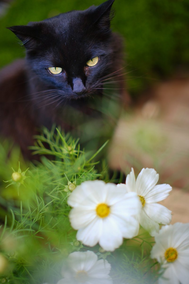 Friedeggstudios's tweet image. Freddie boy looking pensive this #caturday @thechrisbarron