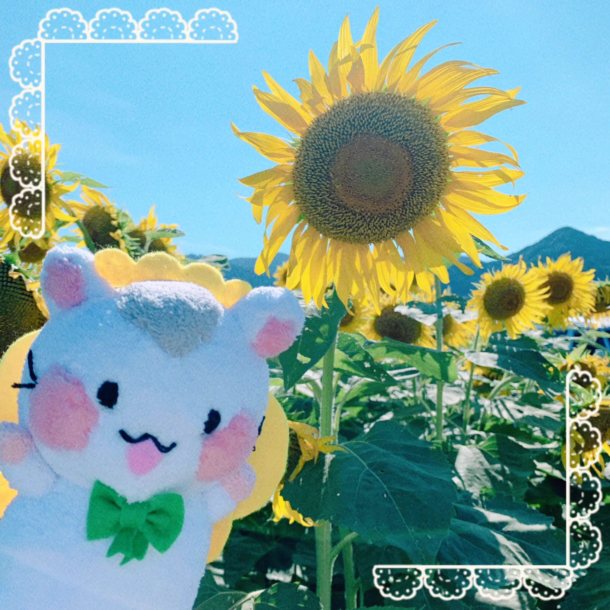 ひまわりちゃん🌻 (@HimawariKingdom) / X