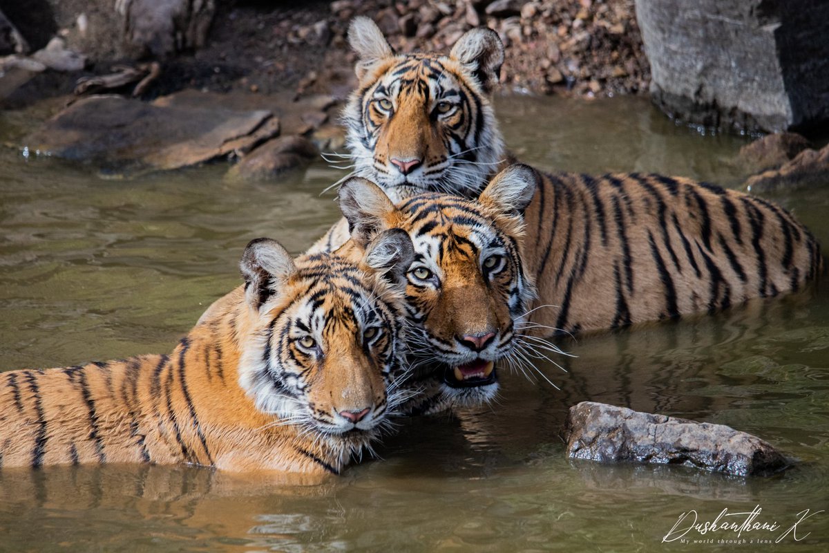 Dush18's tweet photo. Ranthambore, May 2022 - Shakti and her cubs bonding. 

#Tiger #tigerday2023 #tigerday #wildlife #WildlifeProtection #NaturePhotography #nature #InternationalTigerDay #photographer #Travel #WildlifeConservation https://t.co/9m9EyrUsY0