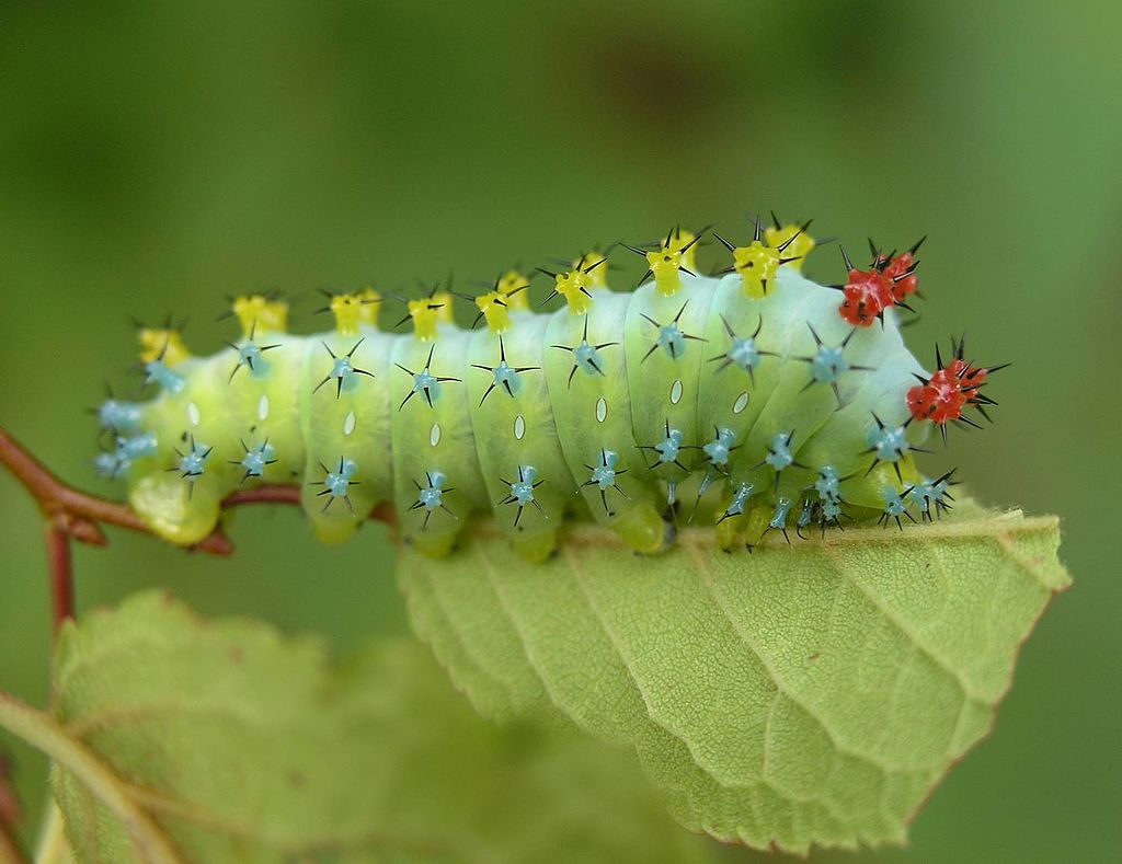 #NationalMothWeek day 7! Today let's recognize the other moth life stages. One of my favorites is the colorful caterpillar of the Cecropia moth. Vibrant colors of blue, yellow, red and green! Stunning! Photo: M. Smith #MothWeek