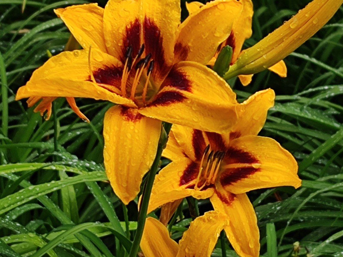 📱 
#Summercolors 
Daylilies . In The Rain.