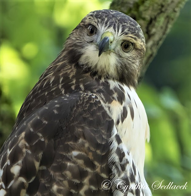 CornellHawks tweet picture