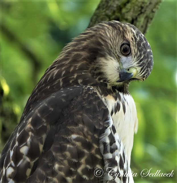 CornellHawks tweet picture