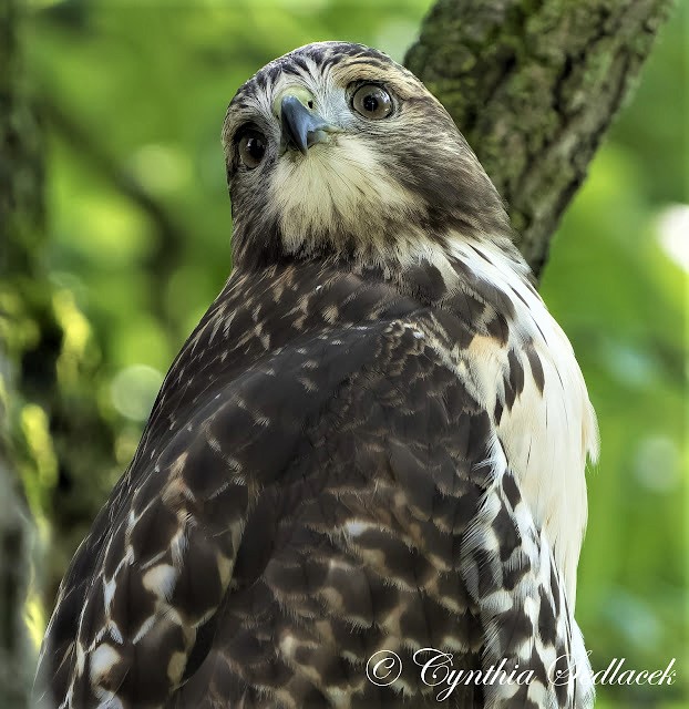 CornellHawks tweet picture