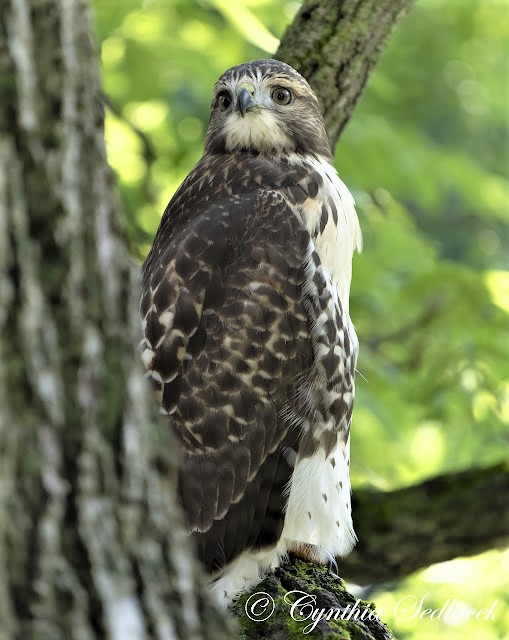 CornellHawks tweet picture