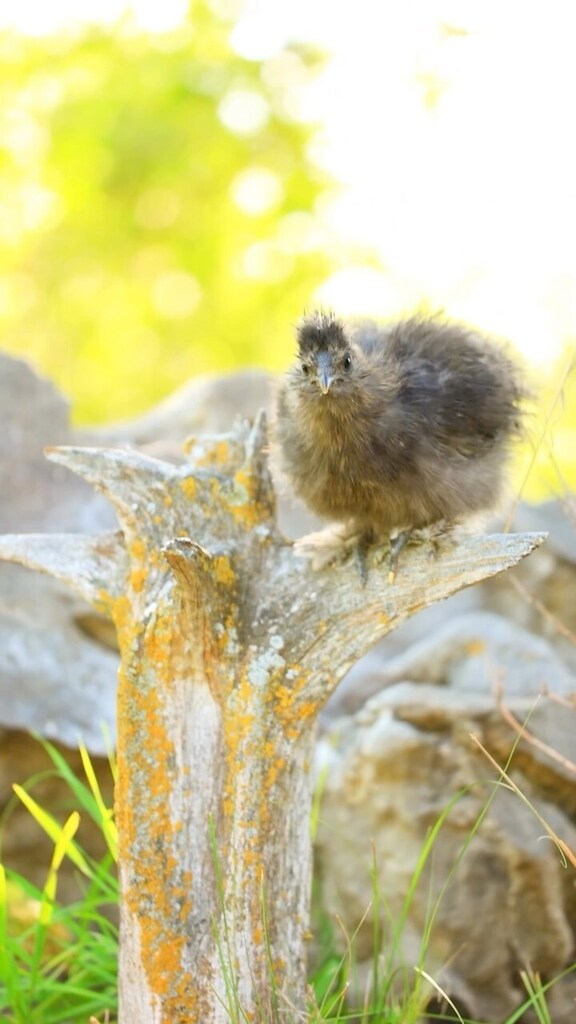 pocketmacro's tweet image. Little Sweet Pea is adventuring around high places 😂💖 #silkie #silkiechicken #chickens #fluffychickens #silkies #silkiechickenshttps://instagr.am/reel/CvSDHQ6Obqx/
