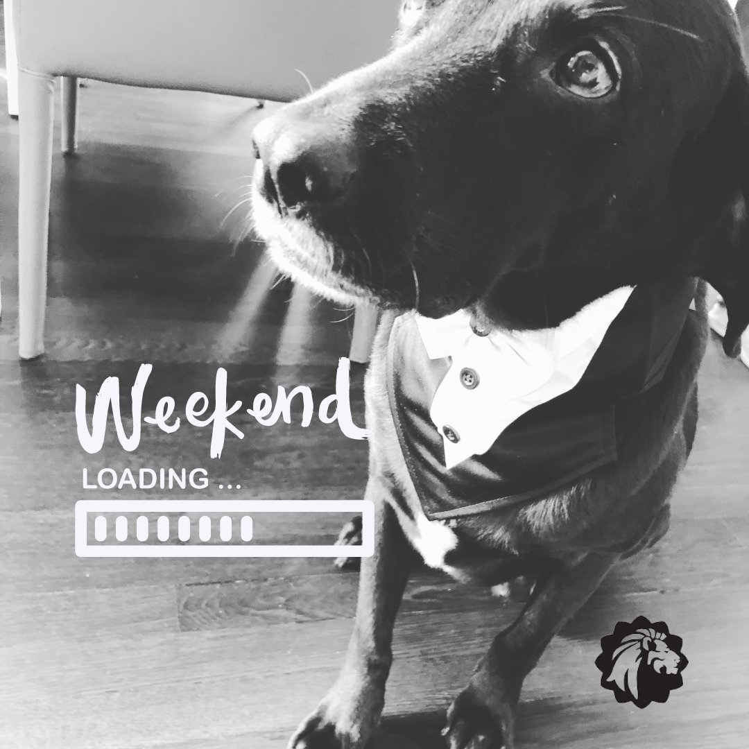 STERNLawLLC's tweet image. 👋 dog days of #summer! 🐾 Founding Attorney Jessica&apos;s dog, Lotus, on the day of her wedding as their &quot;Best Dog!&quot; 🐾

#STERNLaw #weekendwinddown #bestdogs