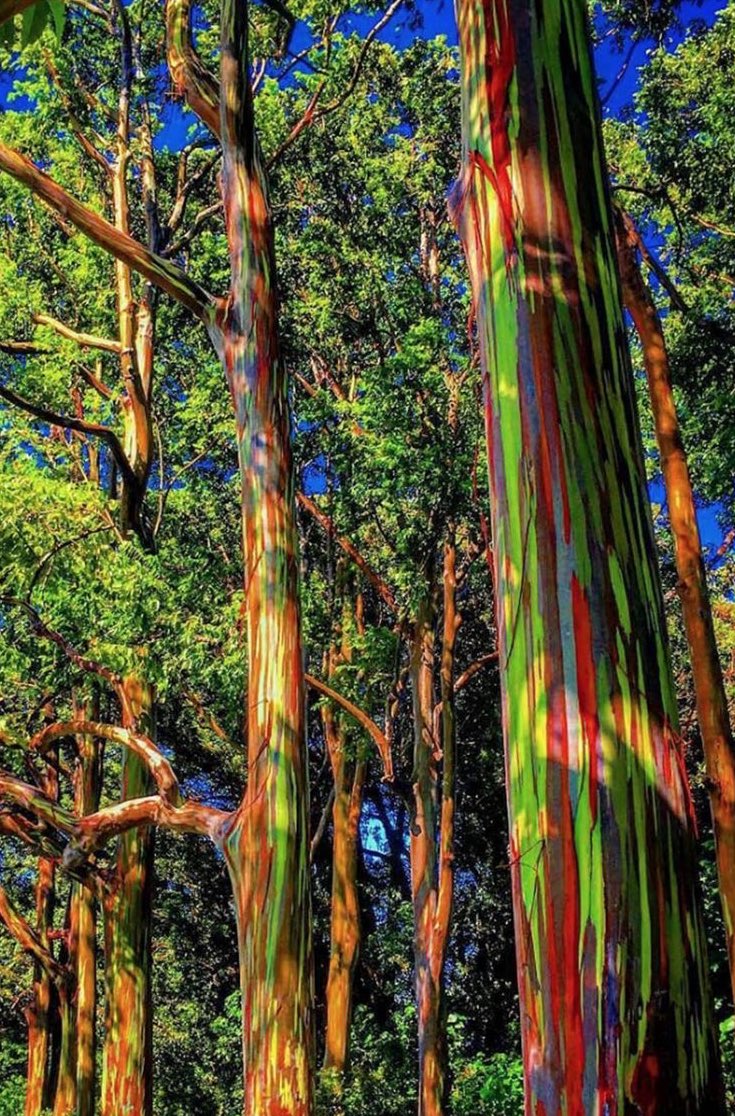 El Eucalipto Arcoíris, es un árbol originario de las regiones tropicales de Australia, Nueva Guinea, Indonesia y Filipinas. Es conocido por su corteza colorida y brillante, que va desde el verde al azul, púrpura, naranja y rojo. #lavacastyle #naturaleza #colores