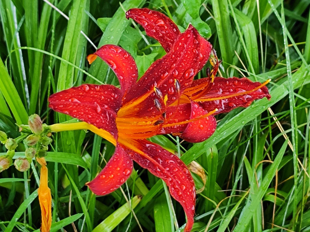 📱 
#Summercolors 
 Daylilies . In The Rain.