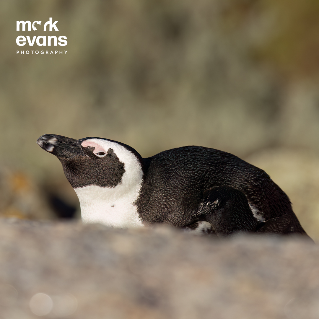 MarkEvansNature's tweet photo. African penguin. Can't you see I'm trying to sleep? Taken at Boulders Beach near Simon's Town, South Africa  #penguin #africanpenguin #bouldersbeach #bouldersbeachpenguins https://t.co/DNZ8RtBDvM