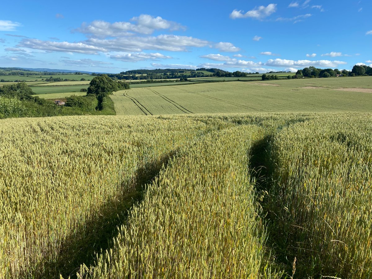 Only government can be surprised - when farmers used less chemical fertiliser, crop yields rose! Nitrate fertiliser is a pollutant. First made in bomb factories, the US unleashed it to disrupt sustainable farming everywhere. Is 'green revolution' the greatest scam of all time?