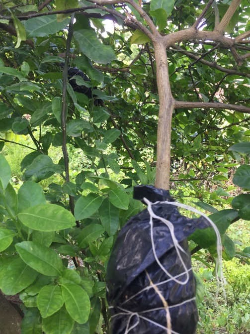 bagu_srl's tweet image. Después de 30 días los esquejes del limonero están listos para sembrarlos; el #acodo aéreo es una técnica para reproducir velozmente un árbol frutal; lo que observan dentro del nylon son las raíces; no habrá que esperar muchos años para obtener limones.

¿Conocías esta técnica?