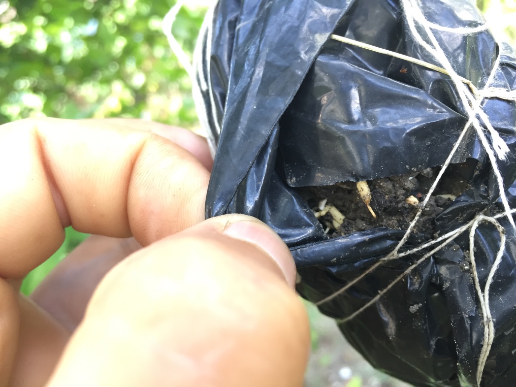 bagu_srl's tweet image. Después de 30 días los esquejes del limonero están listos para sembrarlos; el #acodo aéreo es una técnica para reproducir velozmente un árbol frutal; lo que observan dentro del nylon son las raíces; no habrá que esperar muchos años para obtener limones.

¿Conocías esta técnica?