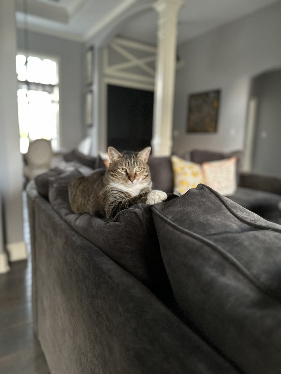 UIndy_Prez's tweet photo. Einstein is contemplating the meaning of life, Daisy Watson is secretly planning world domination and Buttercup is mostly ignoring the world! #Caturday #CatsOfTwitter #lifeofcats https://t.co/zHy1tNHoS3
