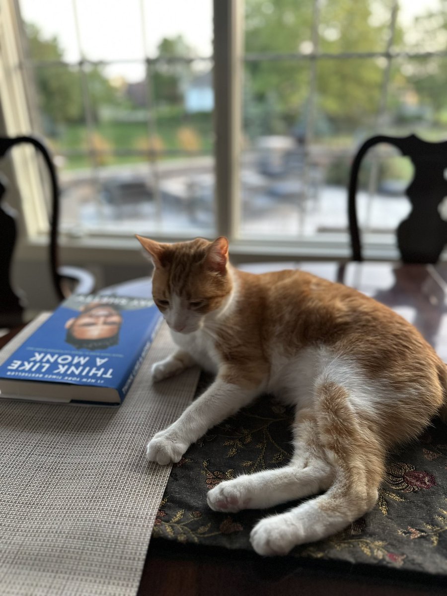 UIndy_Prez's tweet photo. Einstein is contemplating the meaning of life, Daisy Watson is secretly planning world domination and Buttercup is mostly ignoring the world! #Caturday #CatsOfTwitter #lifeofcats https://t.co/zHy1tNHoS3