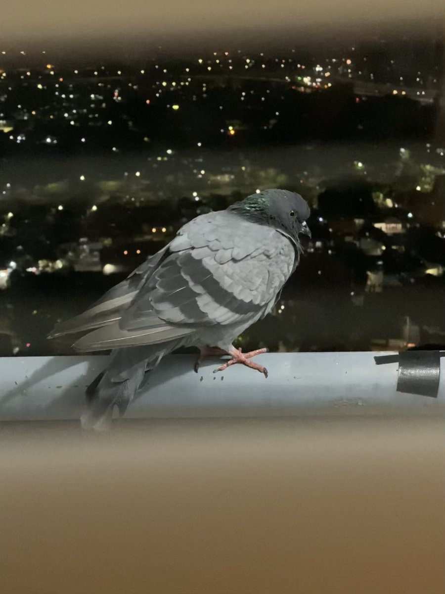 Just got a new per for a night…