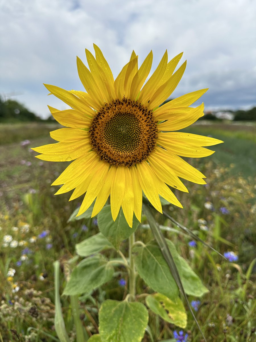 Oekokiste_K's tweet photo. Die Sommerferien in Bayern haben begonnen - wir wünschen allen Schülerinnen &amp; Schülern eine entspannte Ferienzeit. Die Sonnenblume auf unserem Gemüsefeld strahlt auch bei regnerischem Wetter… 🌻🌦️💚🫶

#Ökokiste #Biokiste #unsergemüsemachtkeinenurlaub https://t.co/1GrczHxnco