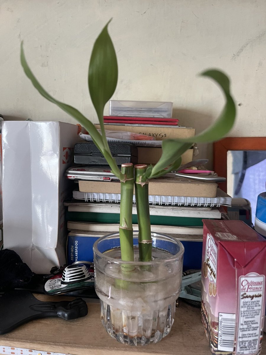 I recently got gifted another plant this last time a potus planta by <a href="/SandisterTei/">Sandister Tei</a>.

Starting my plant journey slowly. Look how nice my bamboo has been since I got them. Aspiring plant daddy here. 

#PlantDaddy