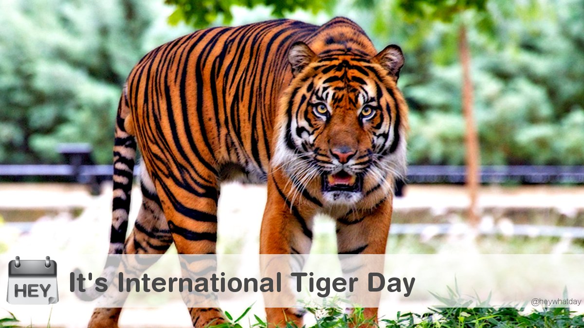 It's International Tiger Day! 
#InternationalTigerDay #TigerDay #Fierce