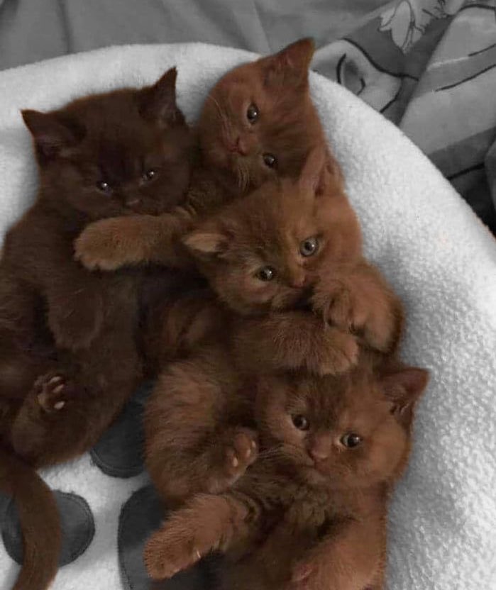 Why you should have a cat tweet media