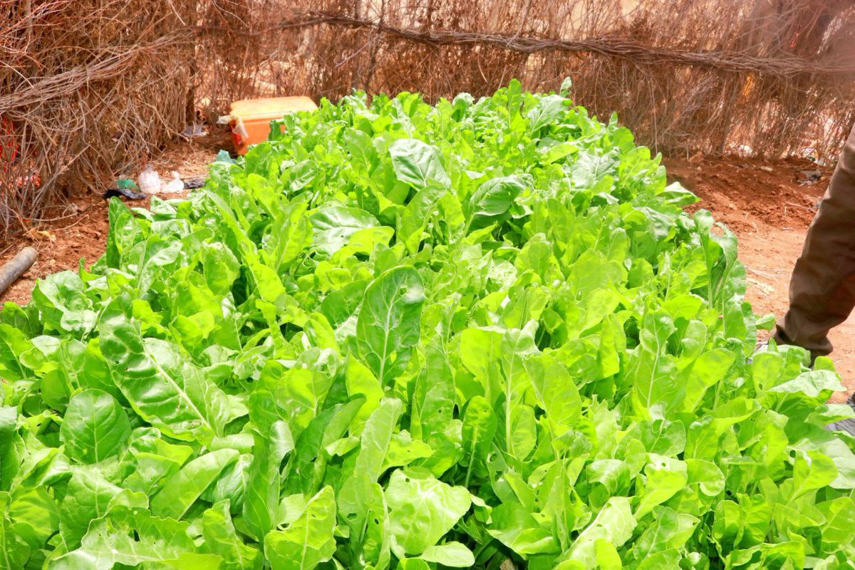 CsetGroup's tweet photo. USAID funded project through @NRC_Norway is being implemented by CSET to support Women Groups in IDPs Camps in Baidoa through Setting up Kitchen Gardens in Camps for getting Nutrition Foods. https://t.co/DO65x8ZUmG