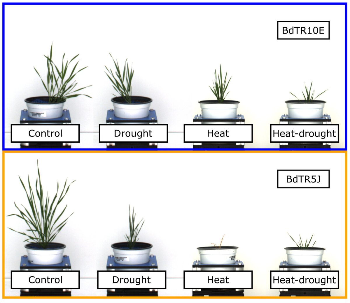 aribidopsis's tweet photo. Natural variation in Brachypodium distachyon responses to combined abiotic stresses @ThePlantJournal from @maliagehan's lab 

https://t.co/9X3YK1PBNP https://t.co/nu1jqmC2NH