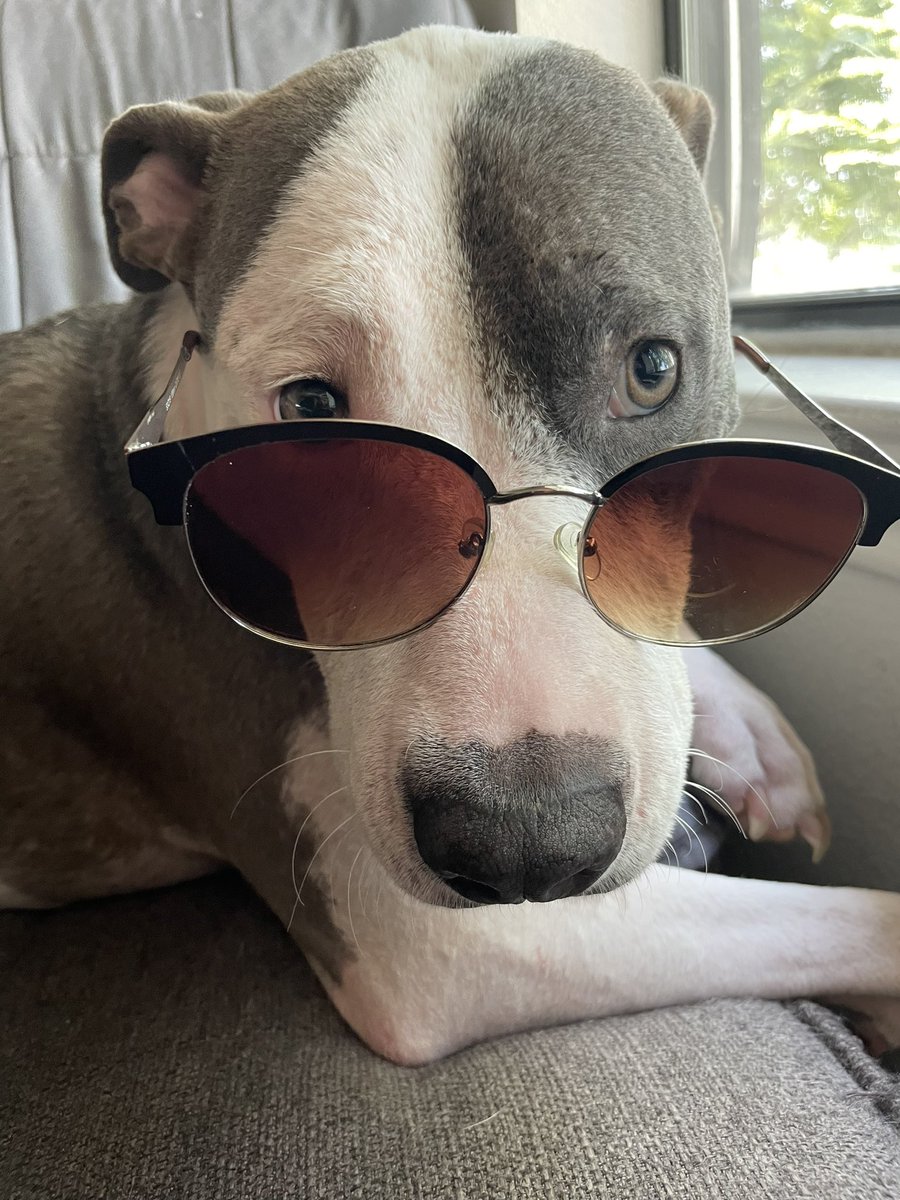 kaitlinbordelon's tweet photo. forgot to post my hippo’s glamour photos ❤️ https://t.co/PguuxMzsnZ