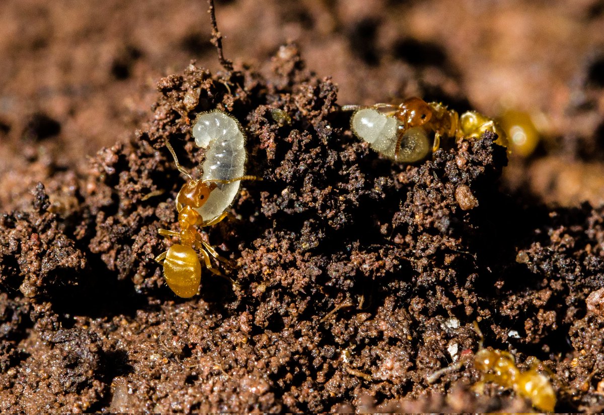 JordanCuff's tweet photo. So great to see this incredibly important work led by @MaximumInsect published in @InsectDiversity! It was such a joy and privilege to be involved! 🐜🌍🐜

https://t.co/NKnxqtG6VO https://t.co/HYxjja91v4