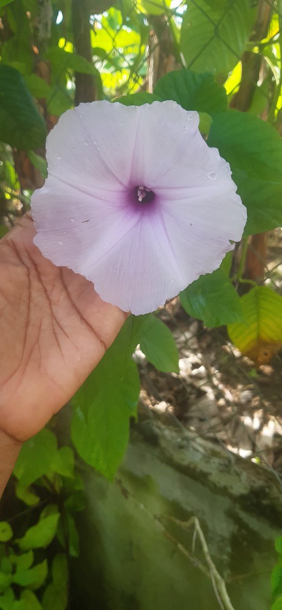 Los peses fueron diseñados para nadar, el sol para brillar y tu para adorar a Dios, la gracia te da la bienvenida de regreso a lo que  fuste diseñado a hacer: ADORAR