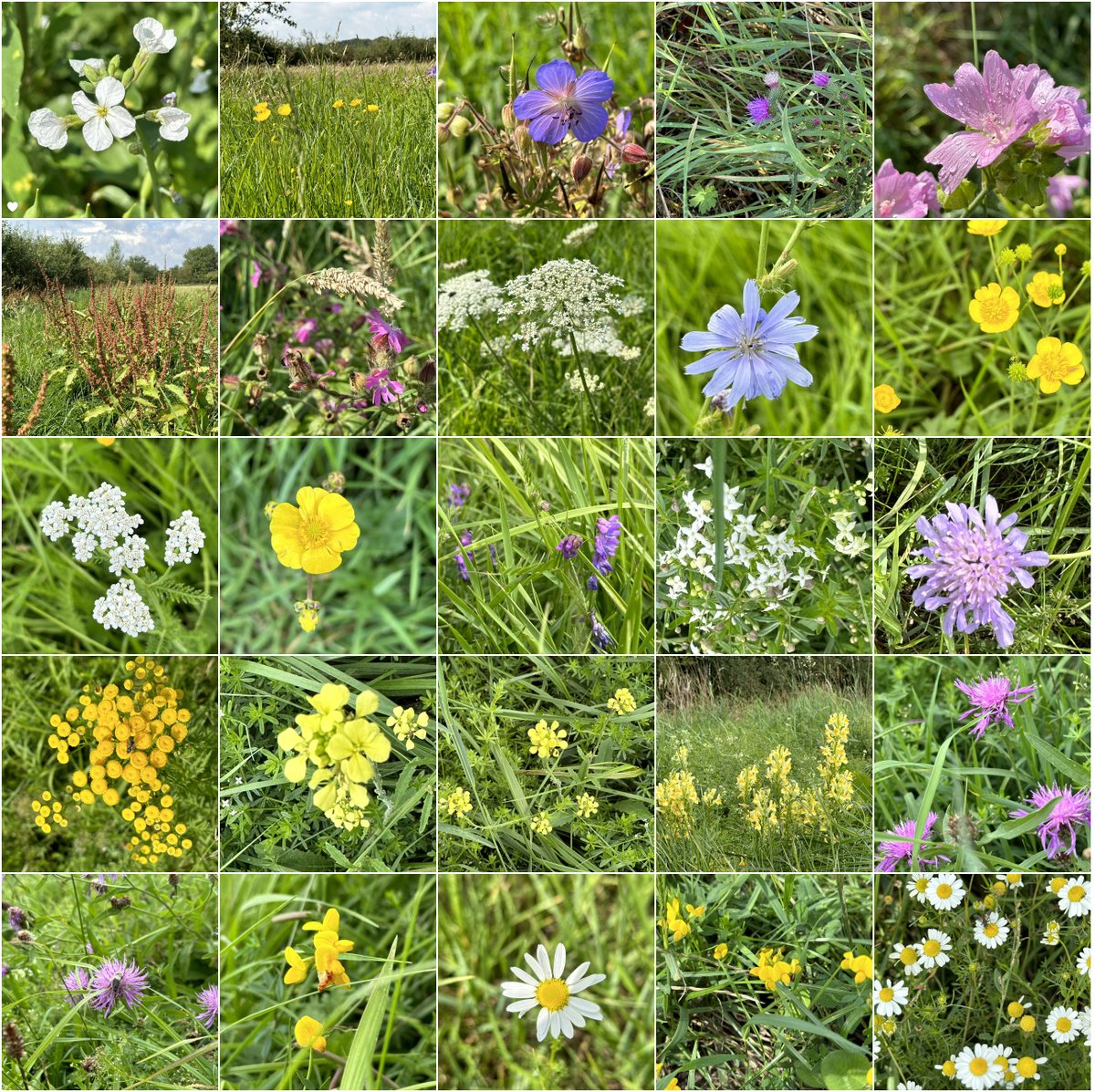 larsvanpeij's tweet photo. Het aantal soorten planten dat nu is opgekomen in onze ingezaaide kruidenstroken is enorm. #biodiversiteit Tel daarbij op de vlinders, bijen, insecten, vogels, kleine zoogdieren die daarvan profiteren. #maasheggen @DeMaasheggen @VNC_Landschap ๐๐ช๐คฉ #Oeffelt https://t.co/3TabjIHrSh