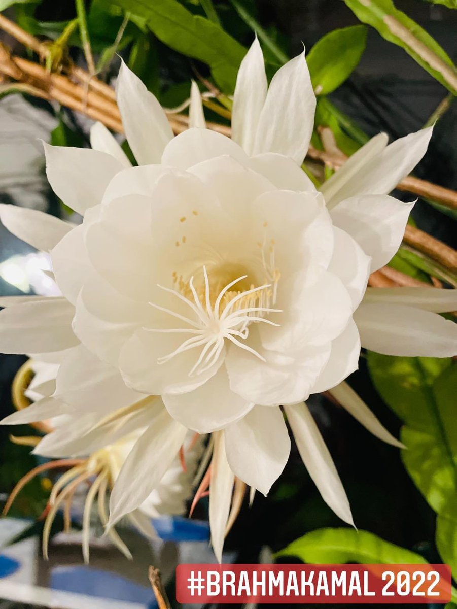 ruby_bakshi's tweet image. #brahmakamal #rubybakshikhurdi