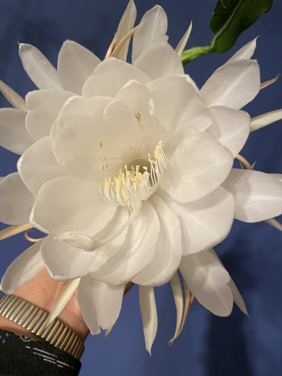 ruby_bakshi's tweet image. #brahmakamal #rubybakshikhurdi