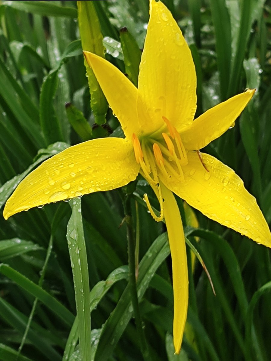 📱
 #Summercolors  
 Daylilies . In The Rain.