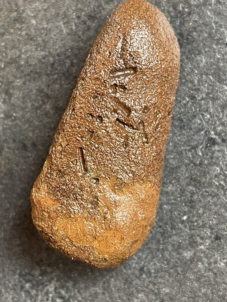 olanderofc's tweet image. Can anyone on #GeoTwitter help me out what this is? Found in the garden with some other rocks originally from the ocean. Cracked it open and this long stone was inside. All very rusty once cleaned. First guess is an egg? #geology #fossil
