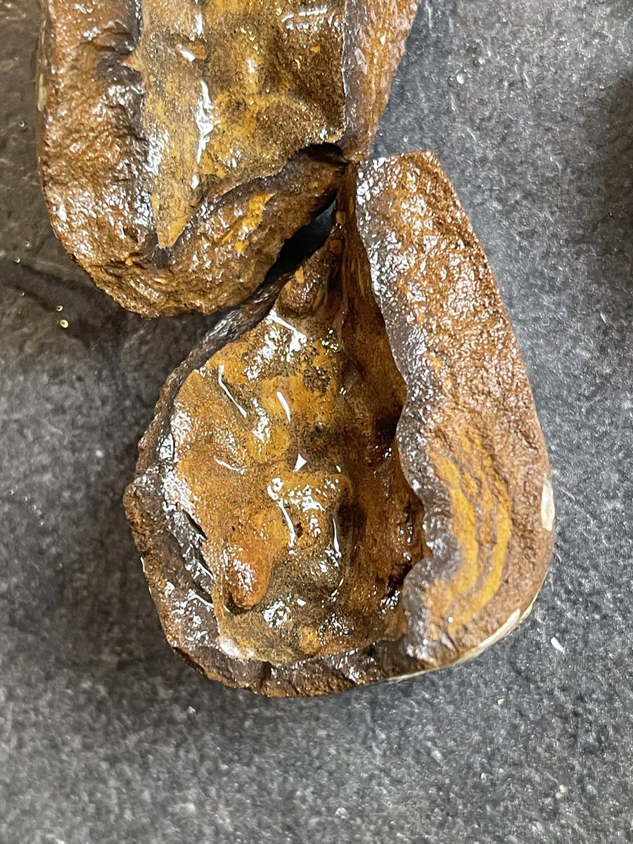 olanderofc's tweet image. Can anyone on #GeoTwitter help me out what this is? Found in the garden with some other rocks originally from the ocean. Cracked it open and this long stone was inside. All very rusty once cleaned. First guess is an egg? #geology #fossil