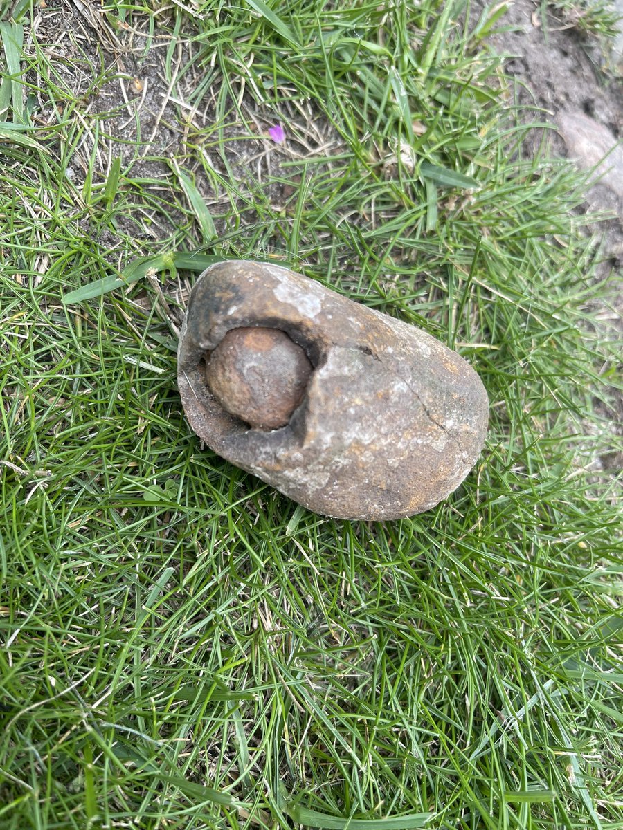 olanderofc's tweet image. Can anyone on #GeoTwitter help me out what this is? Found in the garden with some other rocks originally from the ocean. Cracked it open and this long stone was inside. All very rusty once cleaned. First guess is an egg? #geology #fossil