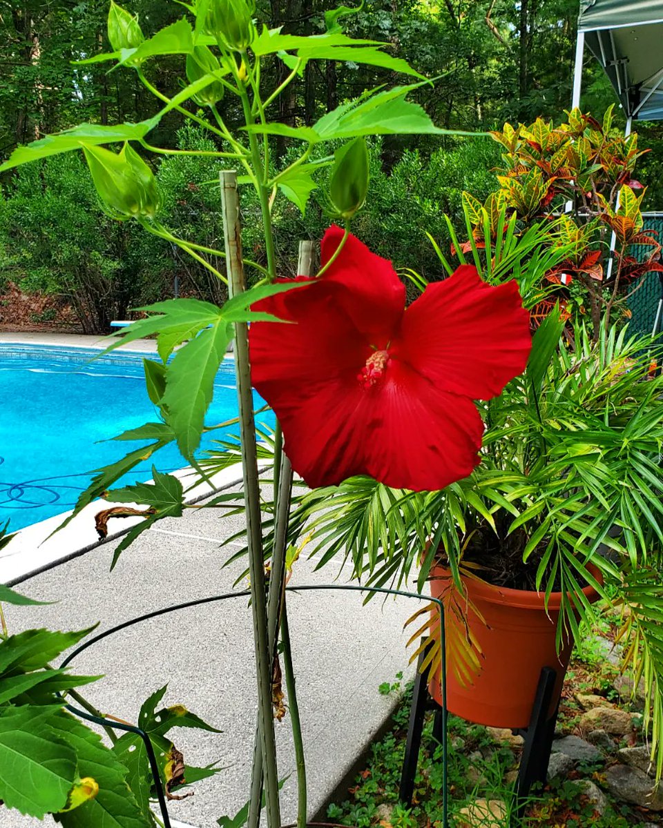 yejnes's tweet photo. The #hibiscus was a late bloomer this summer (kinda like me).
#hardyhibiscus #lordbaltimore https://t.co/3NUcbY44RK