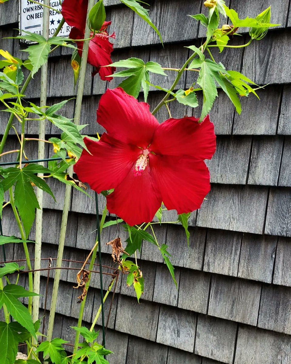 yejnes's tweet photo. The #hibiscus was a late bloomer this summer (kinda like me).
#hardyhibiscus #lordbaltimore https://t.co/3NUcbY44RK