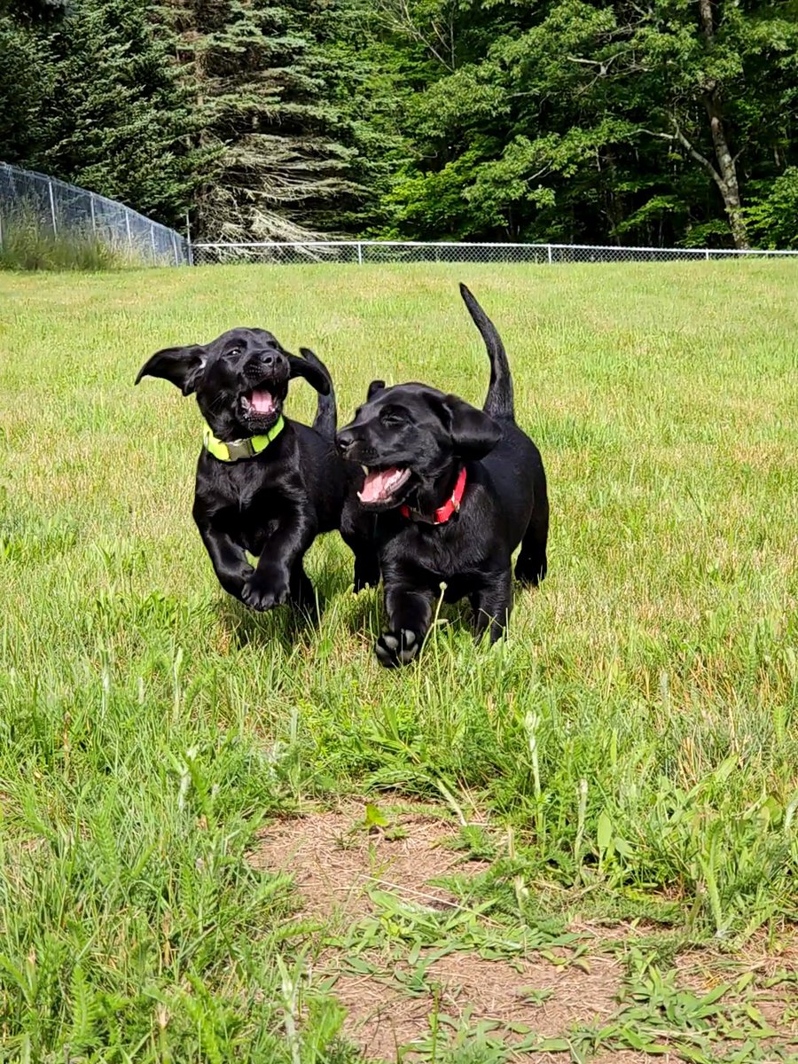 ECADServiceDogs's tweet photo. More opportunities to take pups like these two home for the weekend! The remaining Home Handler Training sessions are Saturdays Aug 19 Sep 30  &amp; Nov 11! 
https://t.co/TRZESFzKTM
#Homefortheweekend #homehandler #weekendhomes #volunteeropportunity #puppylove #weloveourvolunteers https://t.co/QdrZvkyPdr