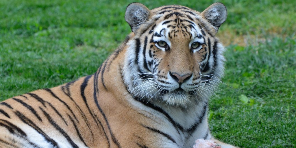 Amur tiger  Saint Louis Zoo