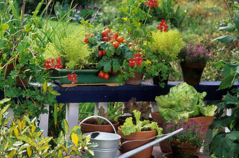 TEGmagazine's tweet photo. Growing fresh produce shouldn’t be reserved for allotments. With a little imagination, it's surprisingly simple to create a balcony vegetable garden 

https://t.co/jVVxtzEejM https://t.co/lbiFV0656u