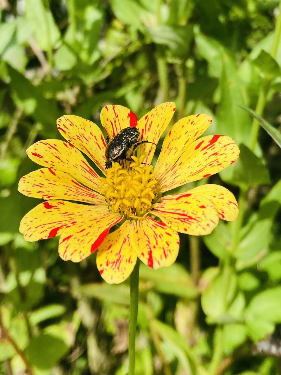 There’s a white - spotted  rose beetle happily  enjoying my zinnia! 🌸🎶🦋🌿🌼🦋🌿🌹🦋🌿
#NaturePhotography 
#TwitterGardening
#follow#gratitude
#my garden#BeeLovers